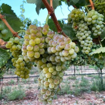 Monserate Winery - Wineries Near Me - Fallbrook, California