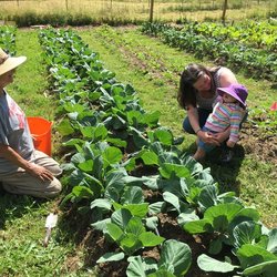 Puget Sound Zen Center - Working in the vegetable garden. Food is donated to the food bank.