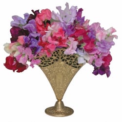 Enchanting Sweet Peas - Spencer Sweet Pea - Varieties