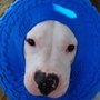 Photo of Animal House Pet Sitting
