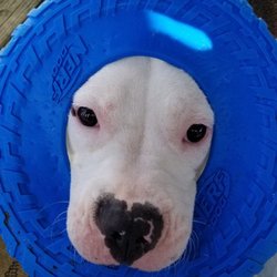 Animal House Pet Sitting