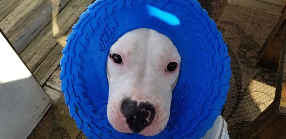 Animal House Pet Sitting - pet boarding facility in Maryville, TN