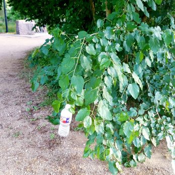 Memorial Park - Water doesn't grow on trees... except when it does. - Parks Near Me - Houston, Texas Memorial Park - Water doesn't grow on trees... except when it does. - Parks Near Me - Houston, Texas