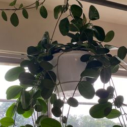 Dutch and Olgas Greenhouses - Hoya plant that wiped out my entire plant collection with mealy bugs.