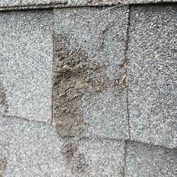 Knight Wildlife - Knight Wildlife caused permanent damage to brand new shingles because they walked on it in 90 degree hear.