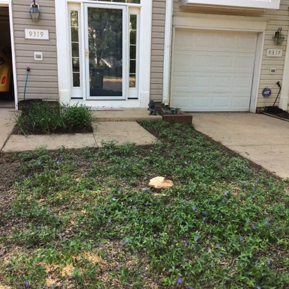 Clean Cut Tree Services, LLC - ... gone tree ... - Tree Services Near Me - Manassas, Virginia