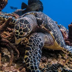 ARK La Tex Scuba
