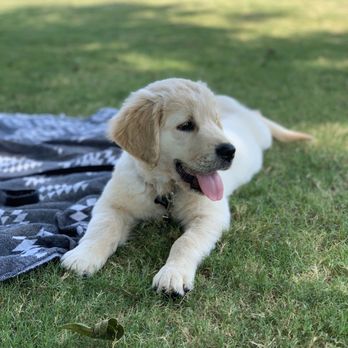 Tsillan Goldens - Pet Breeders Near Me - Chelan, Washington Tsillan Goldens - Pet Breeders Near Me - Chelan, Washington