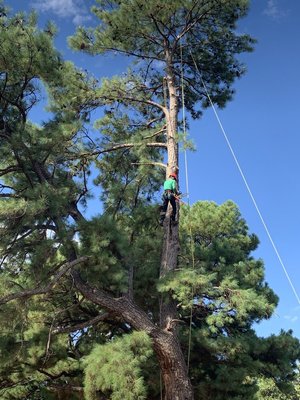 WISE TREE CARE - Updated June 2026 - 20 Photos & 29 Reviews - 1600 ...