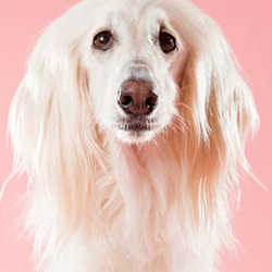Lucky Dawg Pet Resort