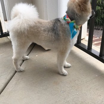 Lake Norman Pet Grooming - Pet Groomers Near Me - Cornelius, North Carolina