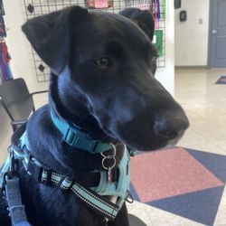 Margaret B Mitchell Spay Neuter Clinic - Willow waiting for her turn to see the vet
