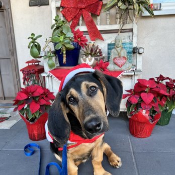 Up Dog LA - Any holiday events has a Puppy social too !!! Christmas party with other doggies - Pet Training Near Me