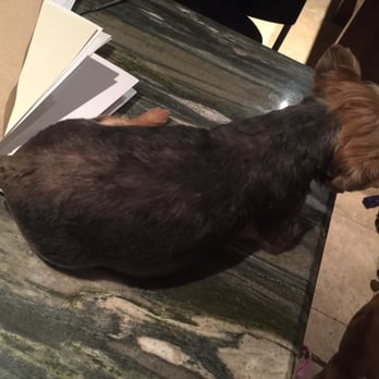 Puppy World - Miami - Omg! This's so bad - Pet Groomers Near Me - Miami, Florida