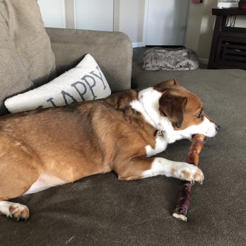 Wet Nose - Pet Stores Near Me - Geneva, Illinois