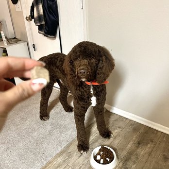 Bark Bath N' Beyond - Goldendoodle - Pet Groomers Near Me - Oceanside, California Bark Bath N' Beyond - Goldendoodle - Pet Groomers Near Me - Oceanside, California