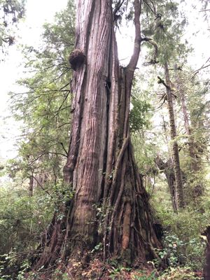 Meares Island by null