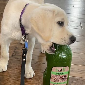 Kreation Pets - Kreation Organic Green #3 - Juice Bars & Smoothies Near Me - Manhattan Beach, California