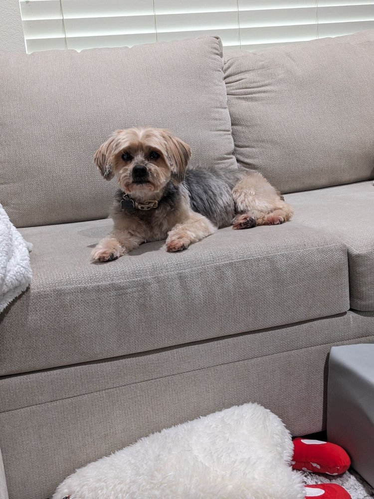 A DOGS DAY GROOMING Updated July 2024 18 Photos Whittier, California Pet Groomers