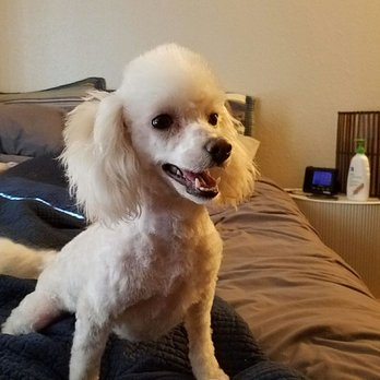 mobile pet grooming rancho cordova