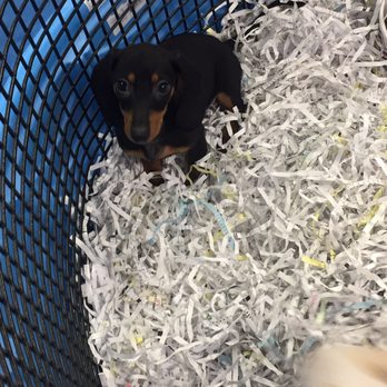 Puppies Galore & More - How sweet is he?! - Pet Stores Near Me - Jacksonville, Florida Puppies Galore & More - How sweet is he?! - Pet Stores Near Me - Jacksonville, Florida