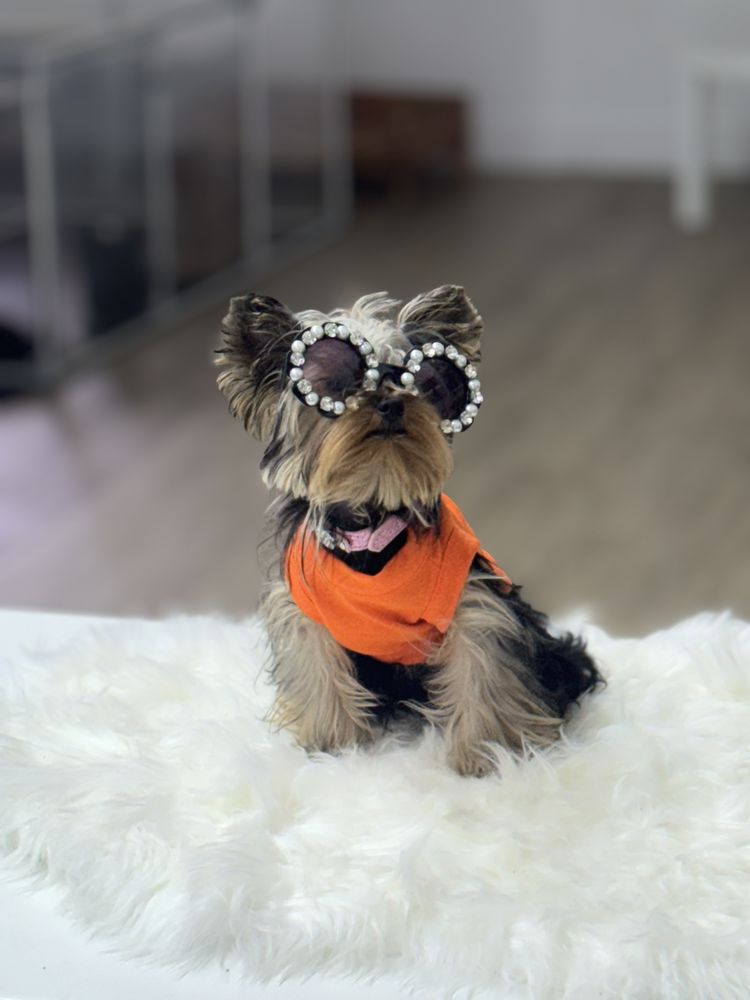 Xclusive Little Yorkies  Image