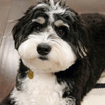 Healthy Spot - Pasadena - Cut by Donna! - Pet Groomers Near Me - Pasadena, California Healthy Spot - Pasadena - Cut by Donna! - Pet Groomers Near Me - Pasadena, California