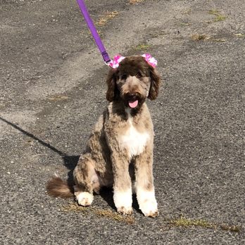 Mountain Rose Bordoodles - Pet Breeders Near Me - Portage, Utah