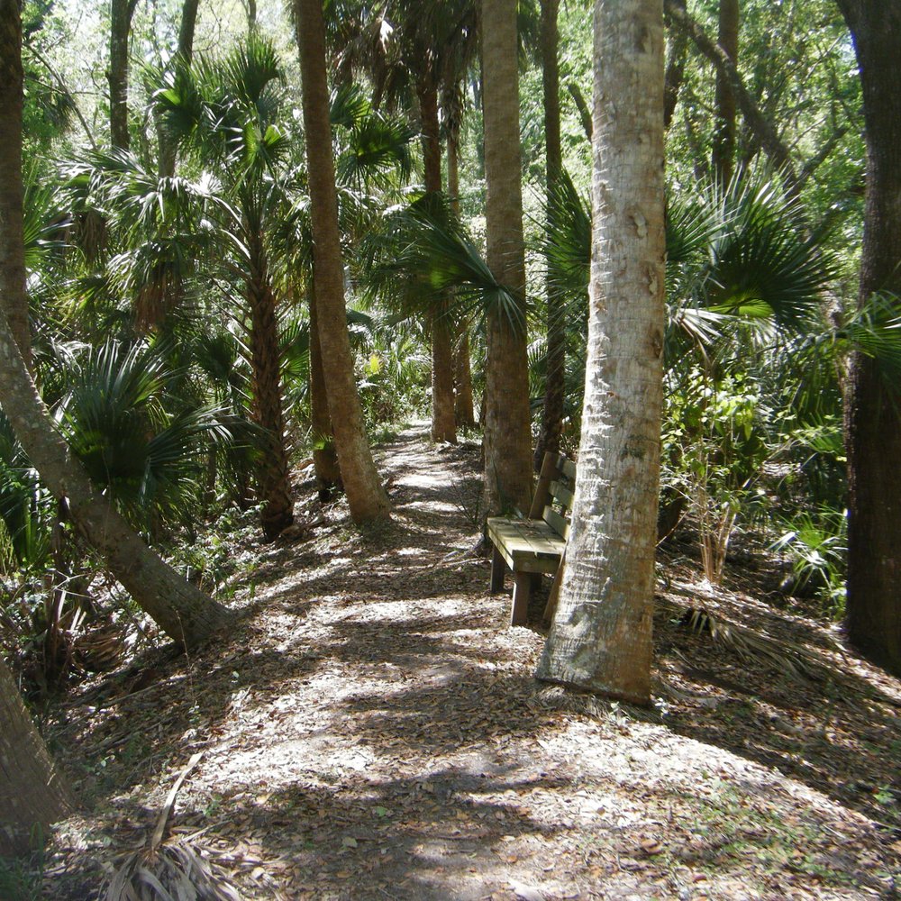 Black Bear Wilderness Area - Just a simple path through the trees - Hiking Near Me - Sanford, Florida Black Bear Wilderness Area - Just a simple path through the trees - Hiking Near Me - Sanford, Florida