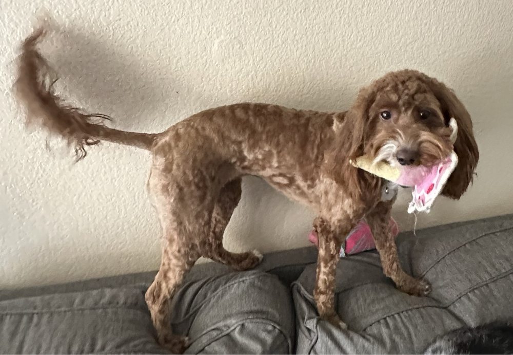 SCENTHOUND ROUND ROCK Updated August 2024 110 N Ih35, Round Rock