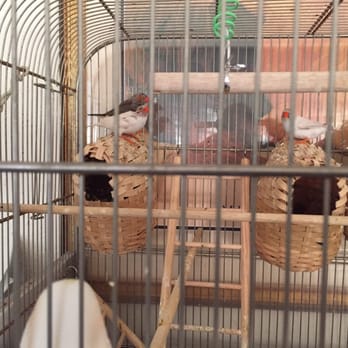 Silly Paws Petsitting - Birds - Pet Sitting Near Me