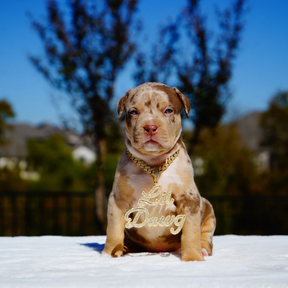 Dexter The Pibble (@dexterthedashingpibble) • Instagram photos and videos, image size:1000x1000