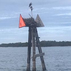 Holiday Adventure Tours and Boat Rental - Loved seeing the osprey nests up close.  Saw a lot of them munching on fish for breakfast.