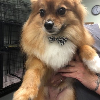 Scissors & Suds - Pet Groomers Near Me - Clermont, New Jersey Scissors & Suds - Pet Groomers Near Me - Clermont, New Jersey