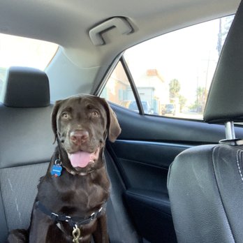 Sunny Pets - Dog Walkers Near Me - San Diego, California Sunny Pets - Dog Walkers Near Me - San Diego, California