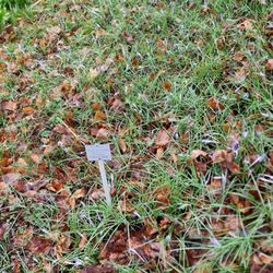 Botanischer Garten Wuppertal - Storchschnabel