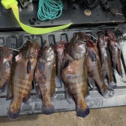 Maui Spearfishing Academy - Roi Removal experts