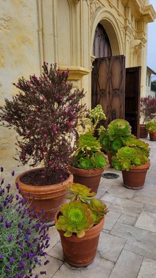 San Carlos Cathedral by null