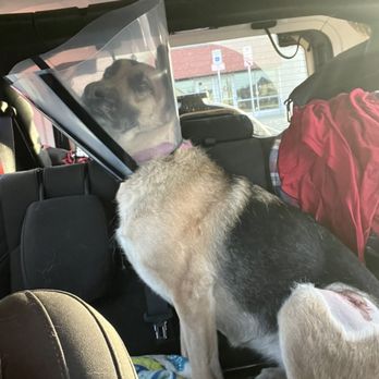 Southern Oregon Veterinary Specialty Center - After surgery - Veterinarians Near Me - Central Point, Oregon