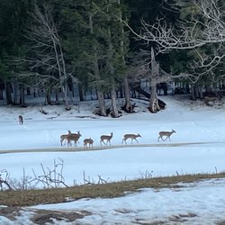 The Coffee Mill - Herd of deer on the north branch of the Oromocto River near school.