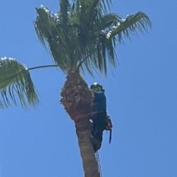 Large palm trimming Large palm trimming