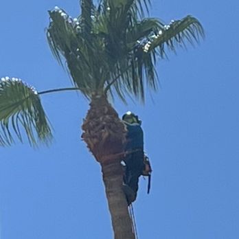 Miguel's tree care - Large palm trimming - Tree Services Near Me - Phoenix, Arizona Miguel's tree care - Large palm trimming - Tree Services Near Me - Phoenix, Arizona