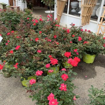 Paul’s & Sandy’s Too - a variety of flowers - Hardware Stores Near Me - East Hampton, Connecticut