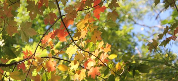 Walden Pond State Reservation by null