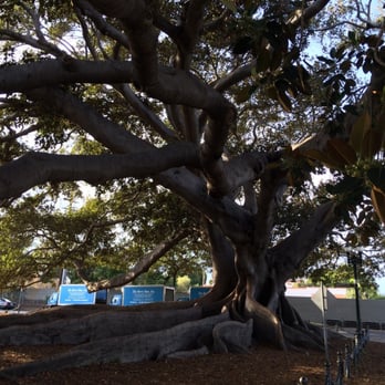Moreton Bay Fig Tree Park - Parks Near Me - Santa Barbara, California Moreton Bay Fig Tree Park - Parks Near Me - Santa Barbara, California