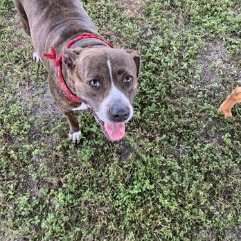Vero Beach Dog Park - Dog Parks Near Me - Vero Beach, Florida