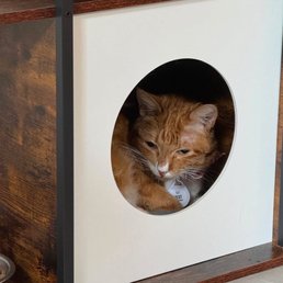 Cat Cat
