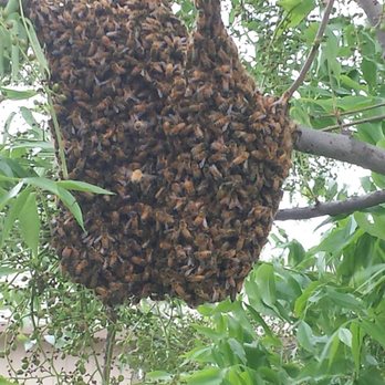 Big Time Pest Control - We wouldn't dream of harming this honey bee swarm!  Let them be and they will typically move on in a couple days! - Pest Control Near Me - Eureka, California