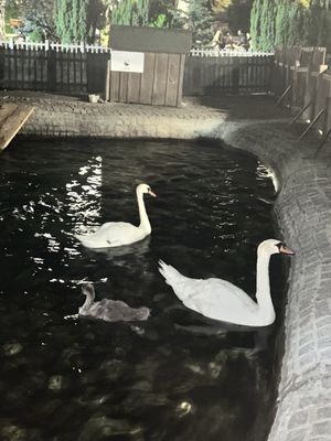 Kuğulu Park by null