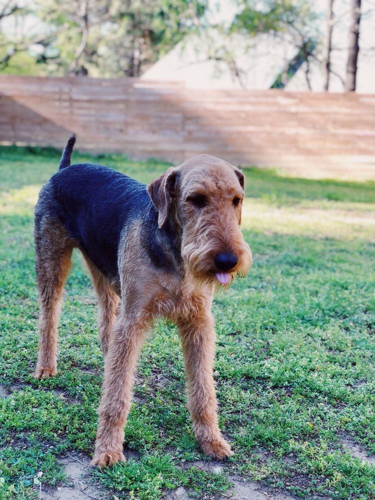 TLC DOG GROOMING Updated September 2024 142 N Mock St, Prairie